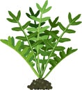 Arugula Rucola or Rocket salad plant with green leaves